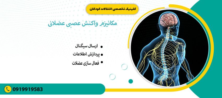 مکانیزم واکنش عصبی عضلانی